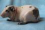 Фотографии морских свинок Болдуин